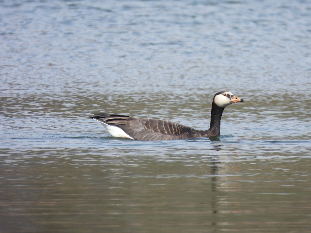 Graylag x Barnacle Goose (hybrid) - Frithjof Vogeley