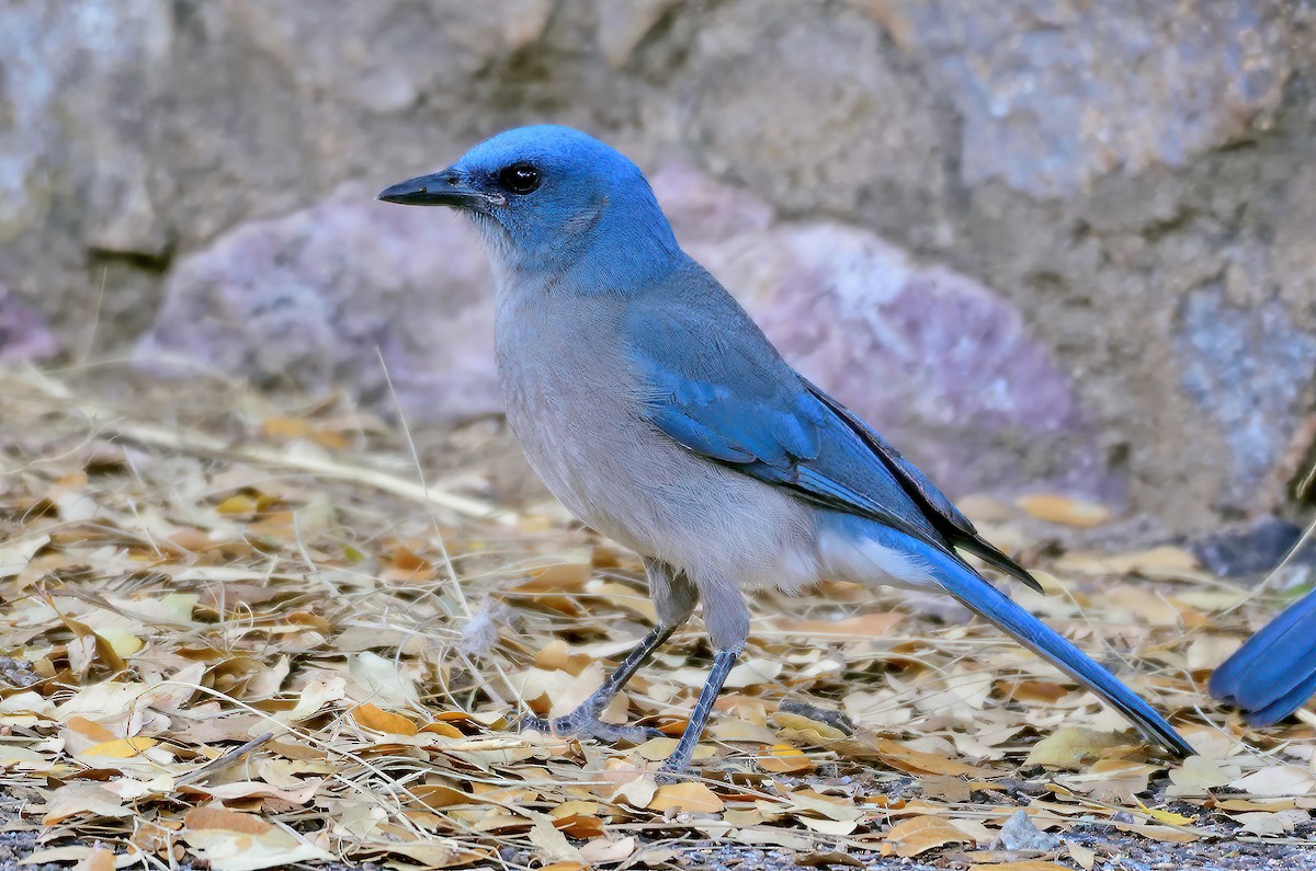 Mexican Jay - ML324779511