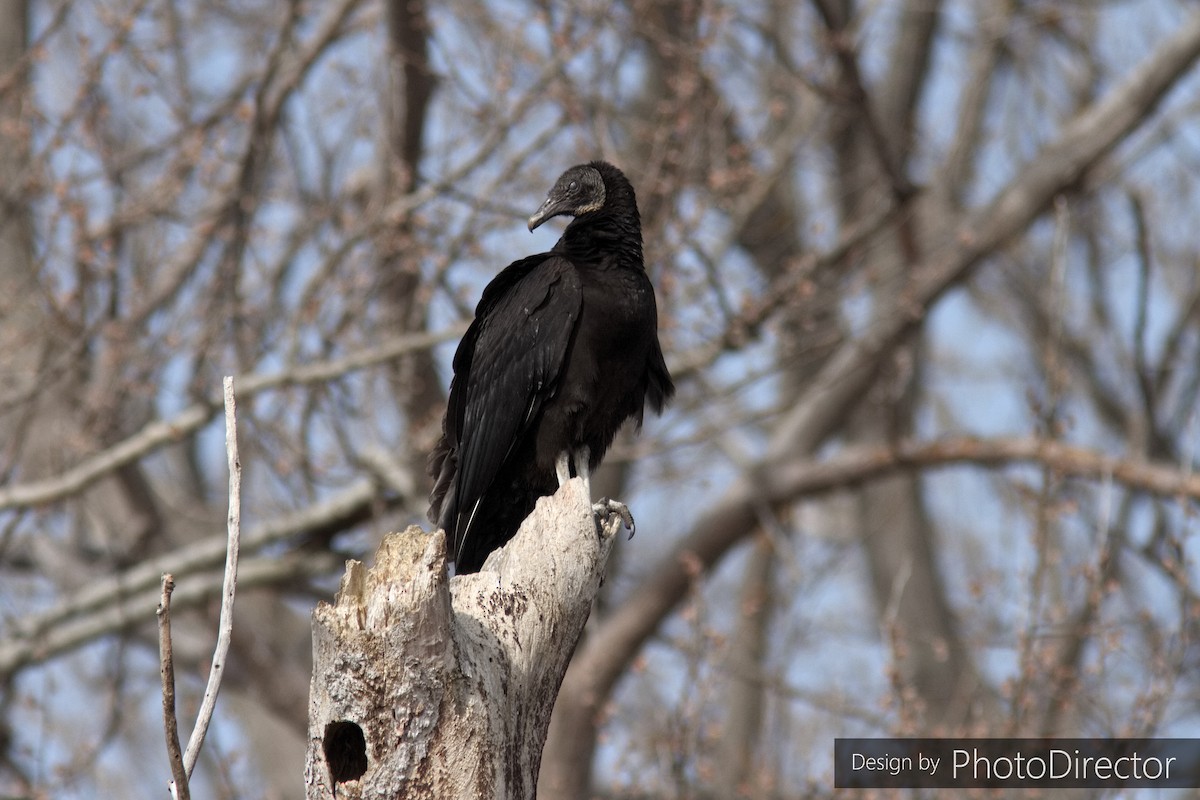 Black Vulture - Blake Mann