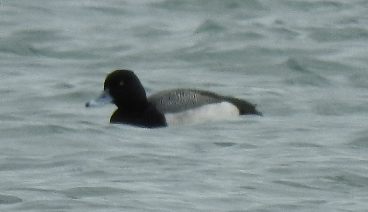 Greater Scaup - Betty Graham