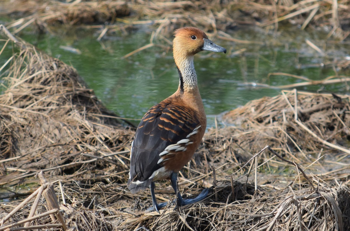 Fulvous Whistling-Duck - Rob Harbin