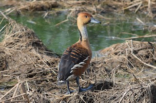 Fulvous Whistling-Duck, ML324787461