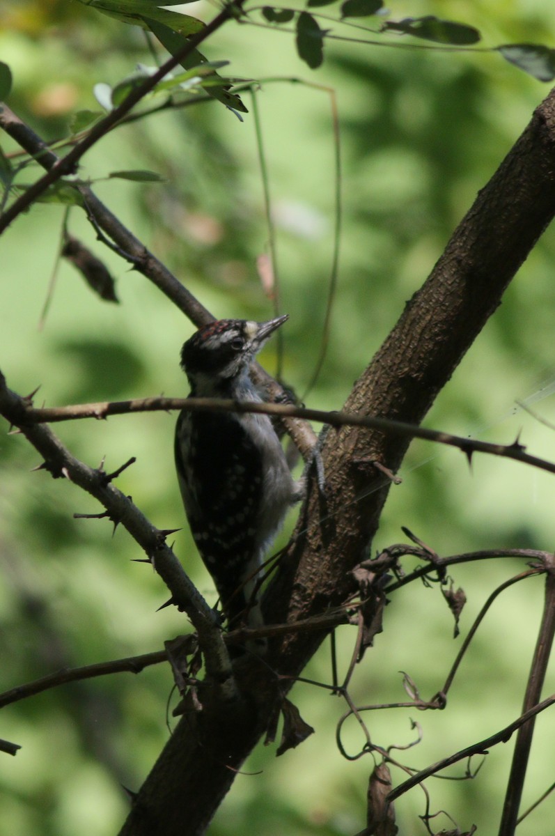 Downy Woodpecker - ML32479101