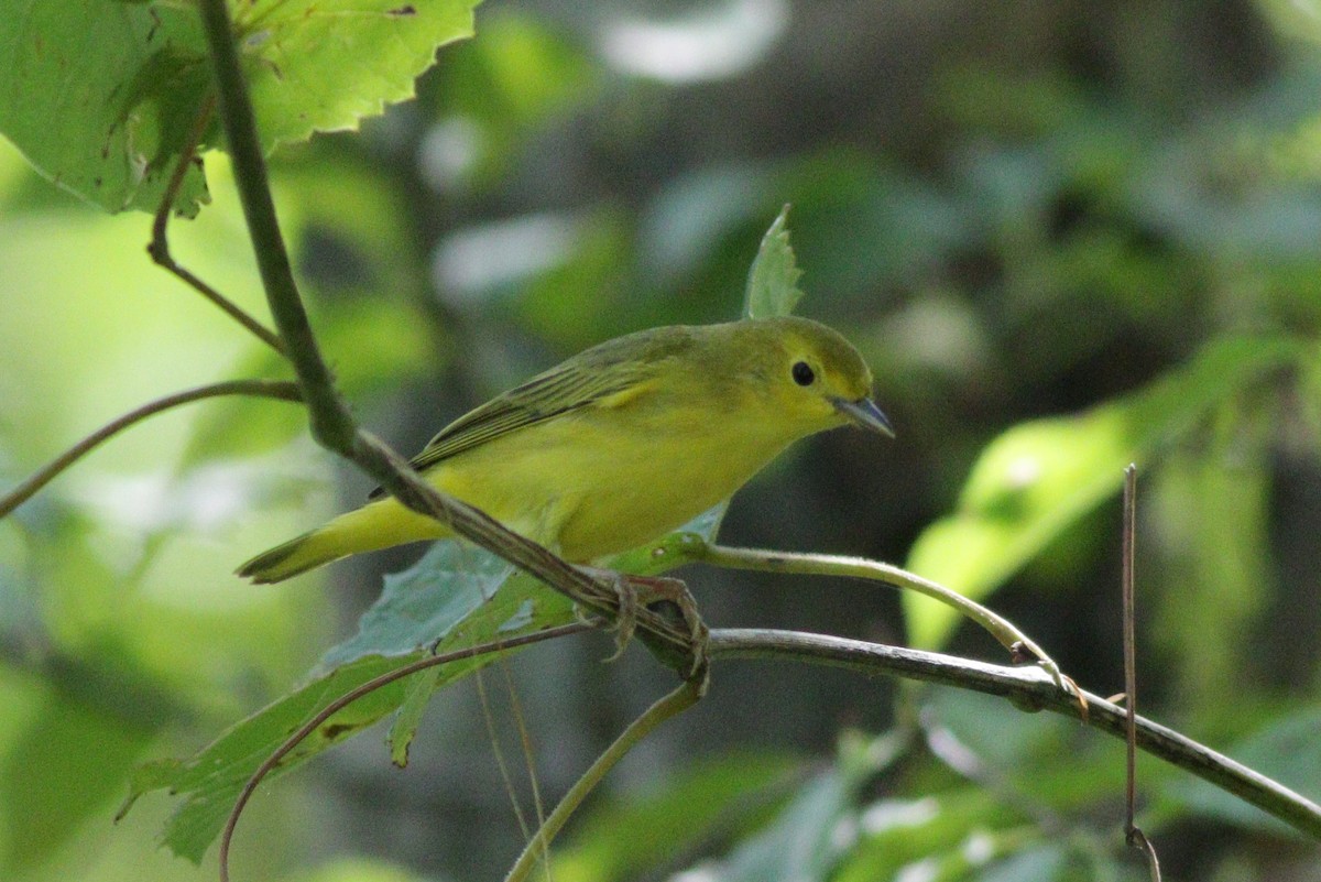 Yellow Warbler - RAS TripLeader
