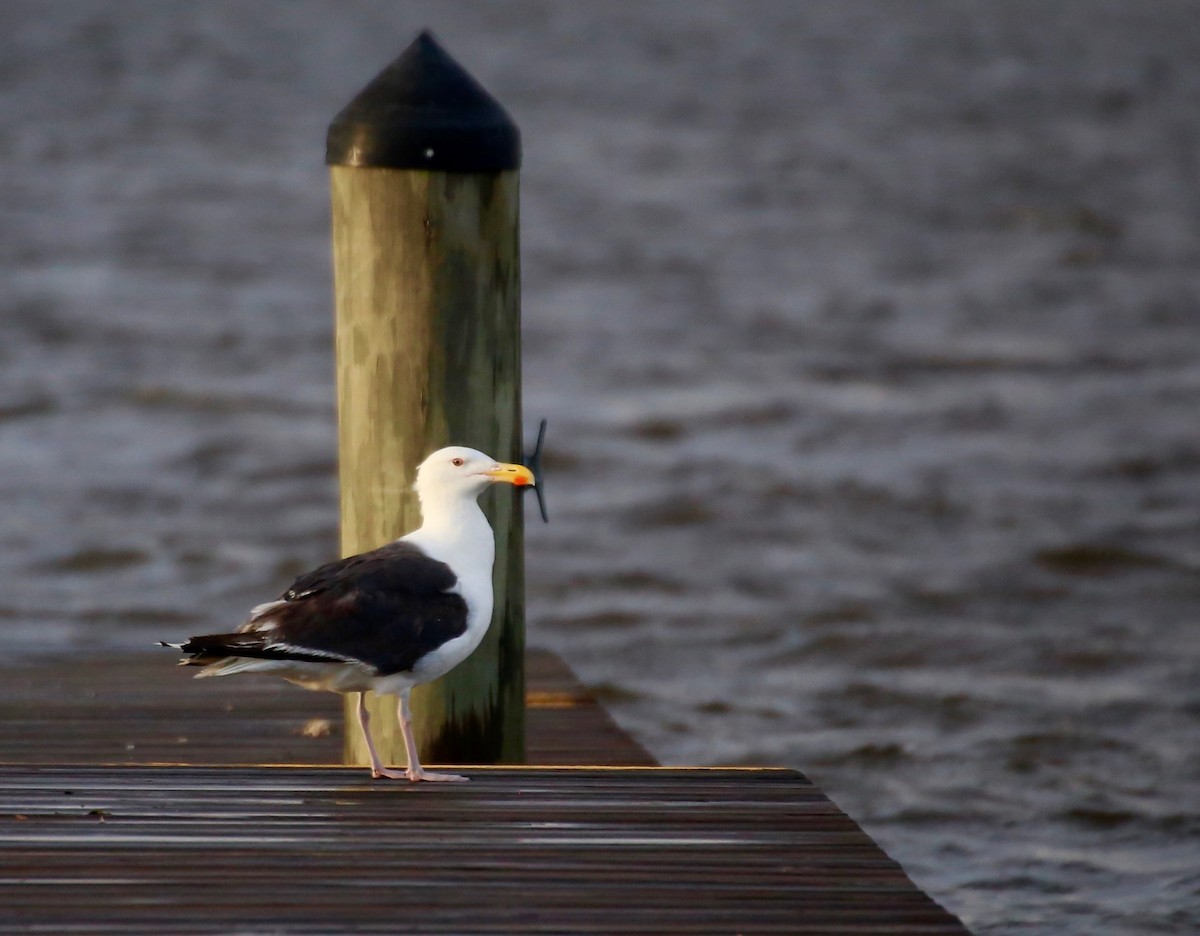 Great Black-backed Gull - Holly Cox