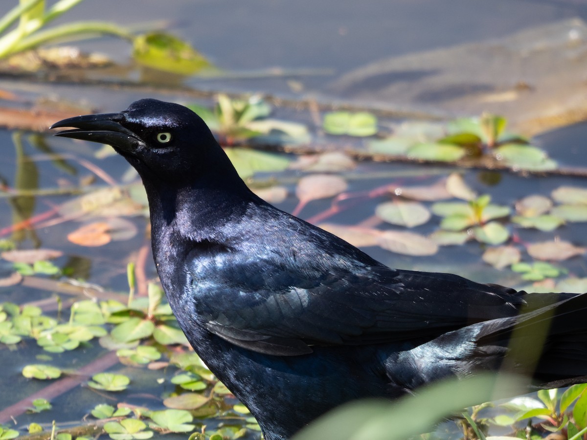 Great-tailed Grackle - Laurie Foss