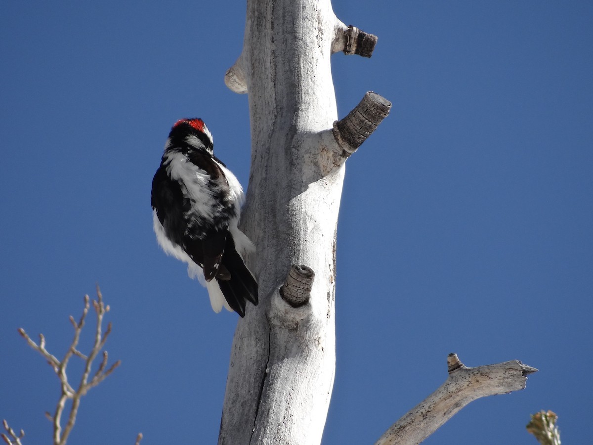 Hairy Woodpecker - ML324802611
