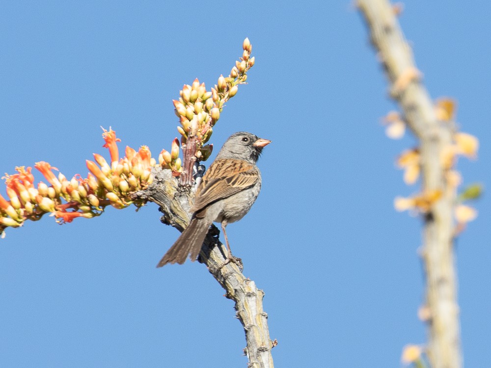 Black-chinned Sparrow - Marty Herde