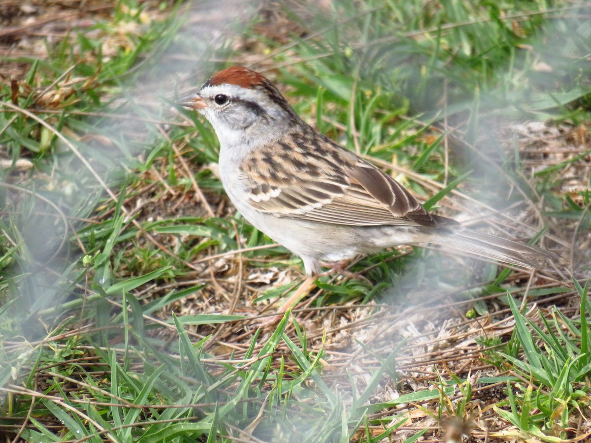 Chipping Sparrow - ML324803701