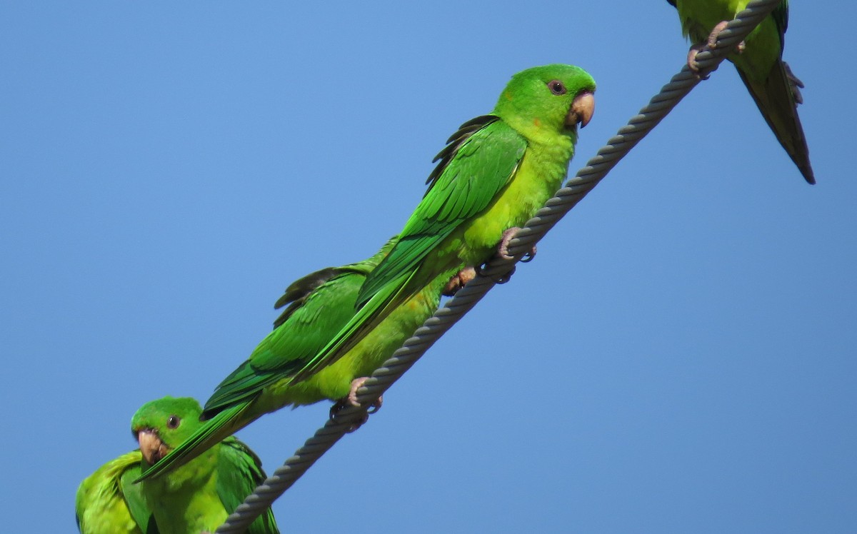 Green Parakeet - Michael Woodruff