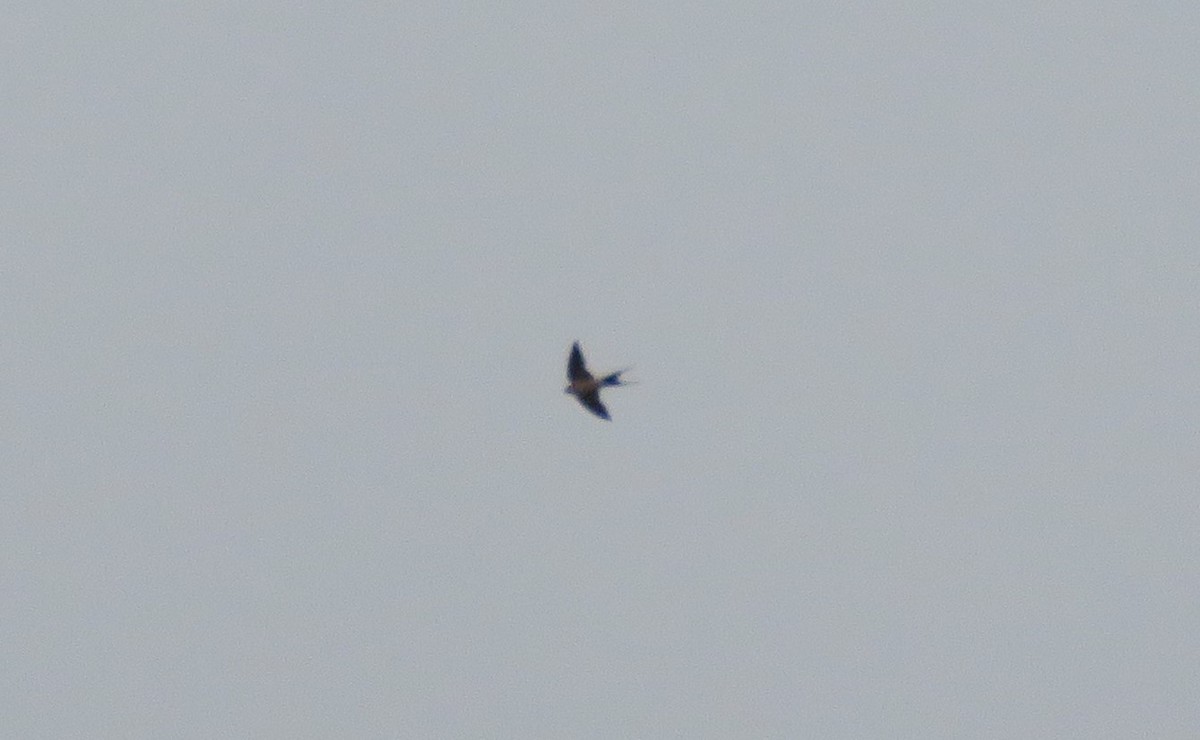 Red-rumped Swallow - ML324804981