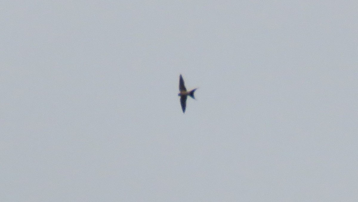 Red-rumped Swallow - ML324804991