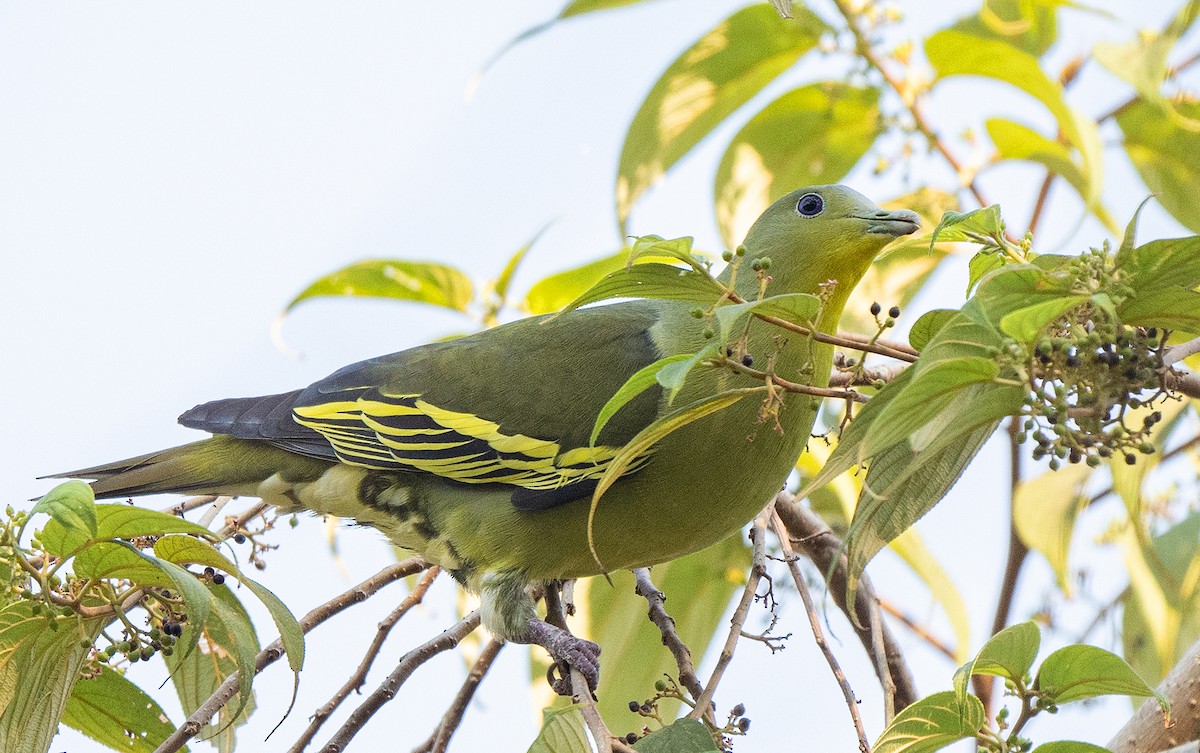 Gray-fronted Green-Pigeon - ML324811111