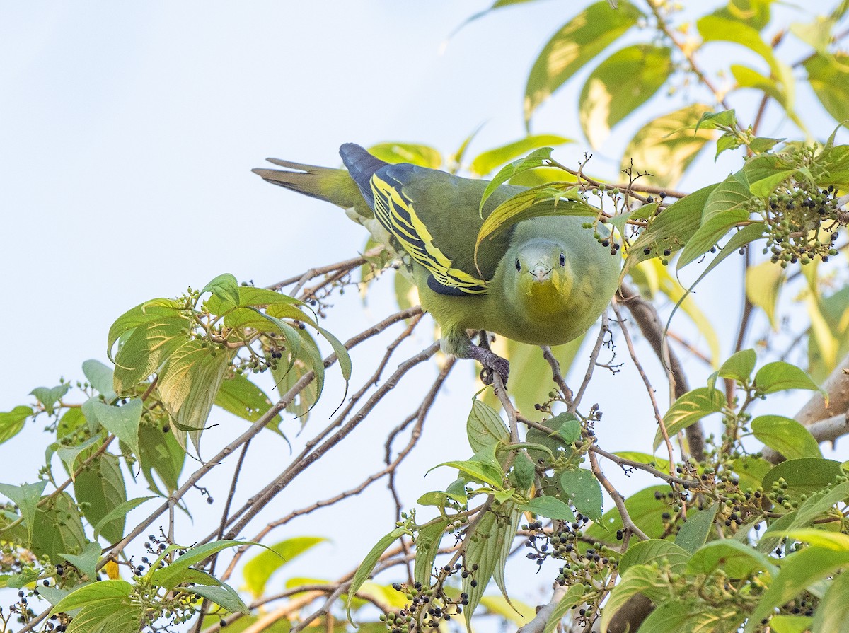 Gray-fronted Green-Pigeon - ML324811121