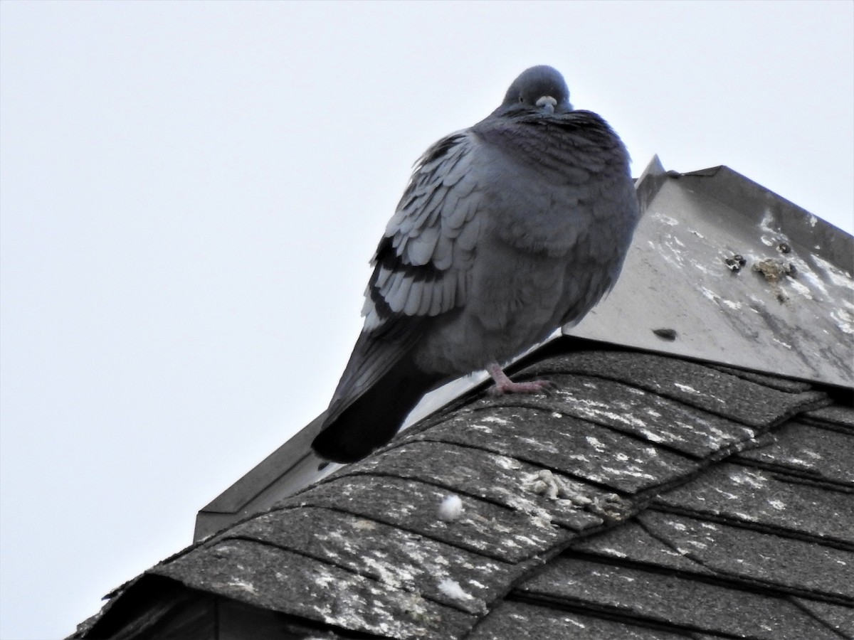 Rock Pigeon (Feral Pigeon) - ML324816321