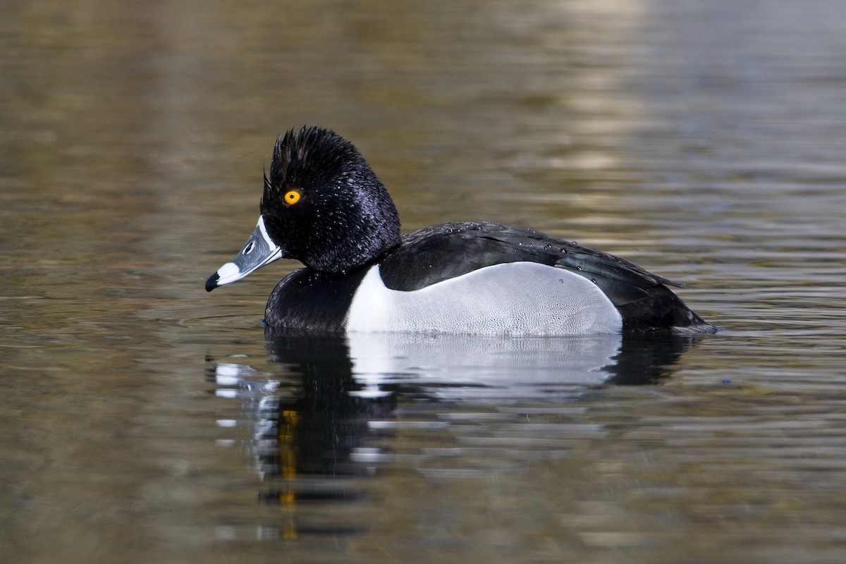 Ring-necked Duck - James Moodie