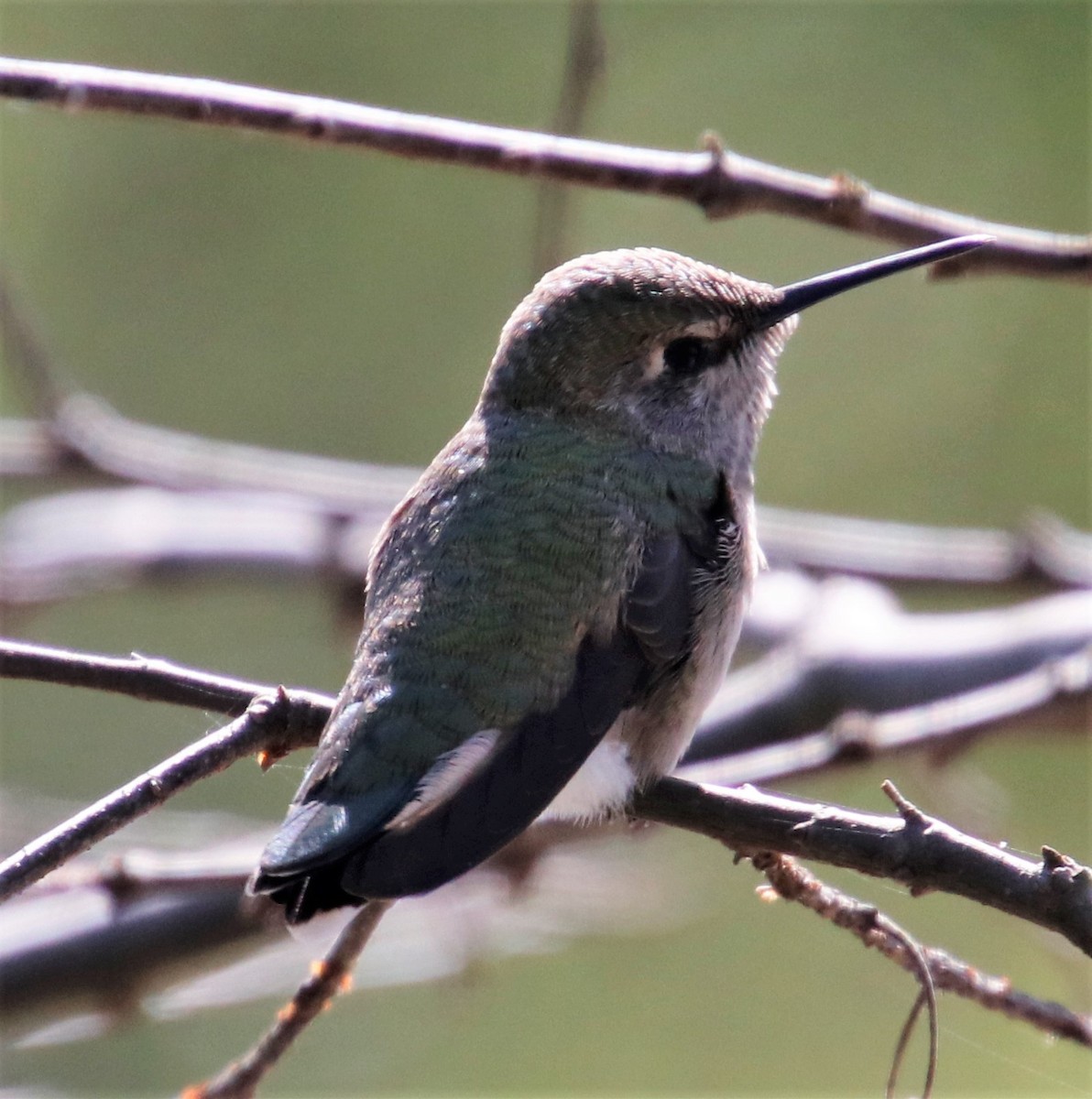 Costa's Hummingbird - ML324817261