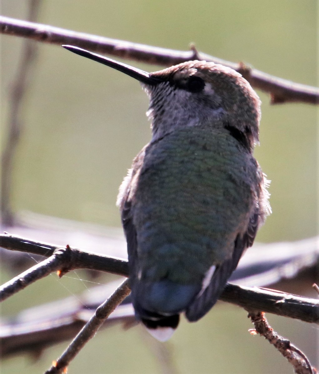 Costa's Hummingbird - ML324817271