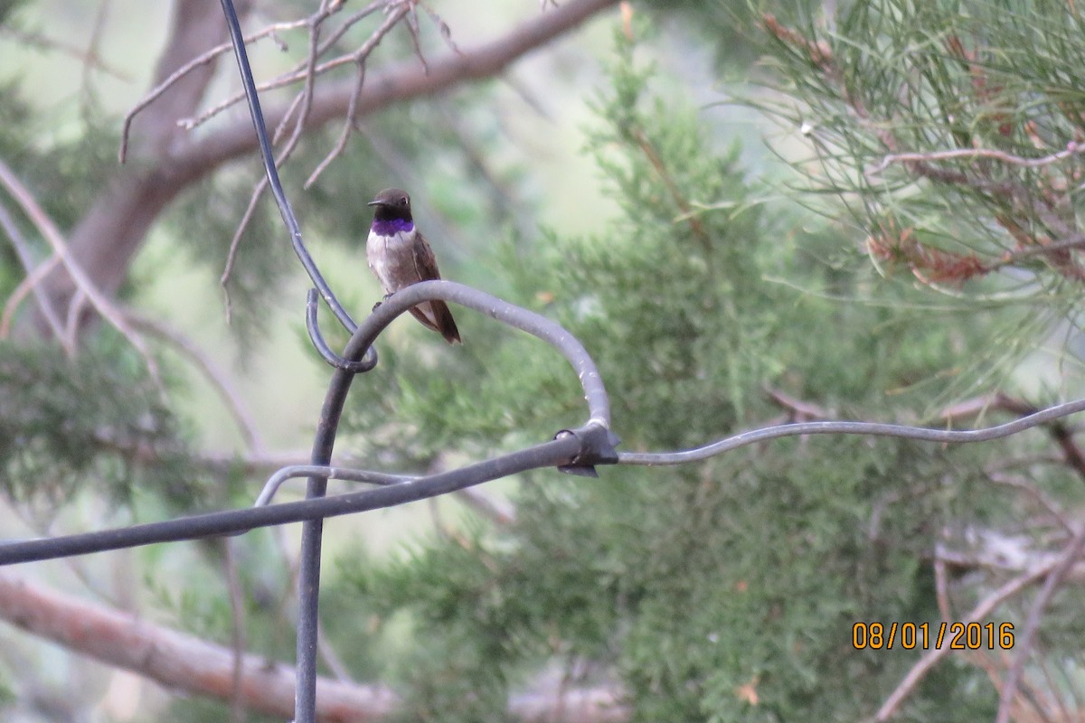 Black-chinned Hummingbird - ML32481741