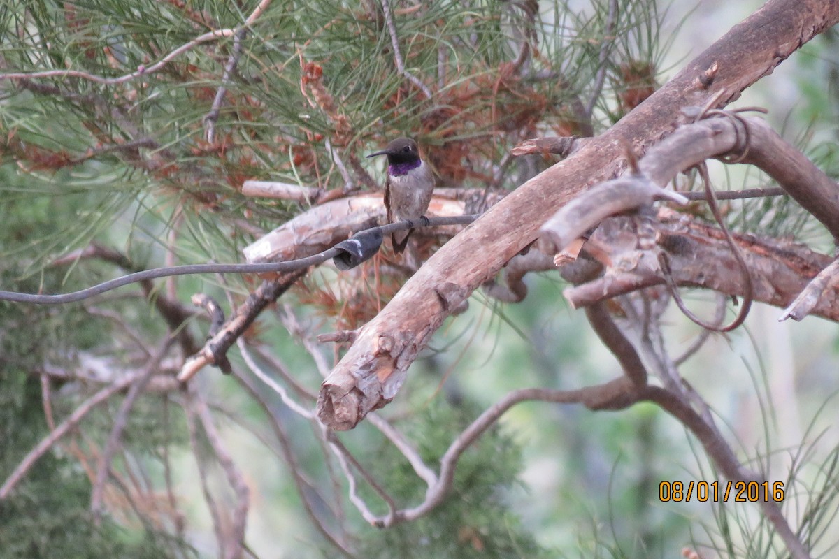 Black-chinned Hummingbird - ML32482251