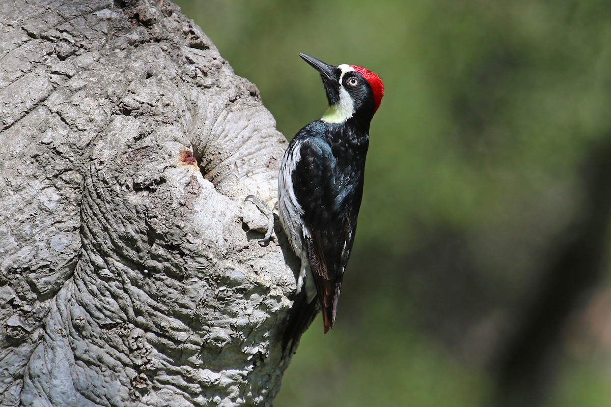 Acorn Woodpecker - ML324834221