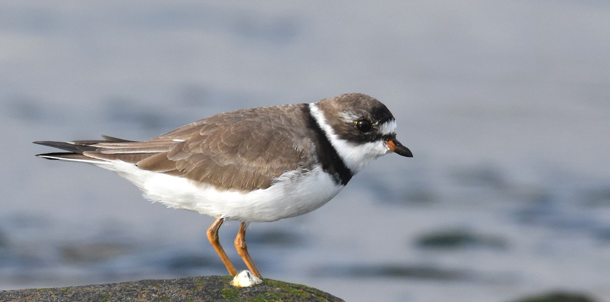 Semipalmated Plover - ML324840481
