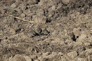 Crested Bobwhite (Spot-bellied), ML324853081