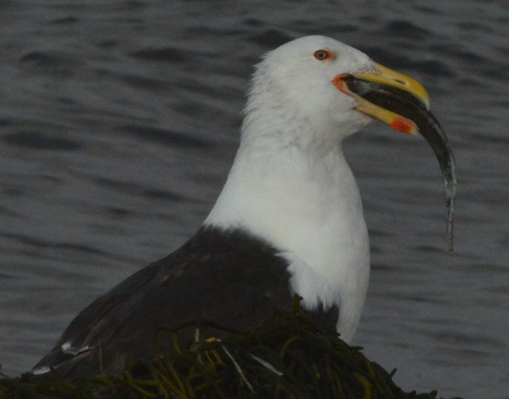 Great Black-backed Gull - Frederick Atwood