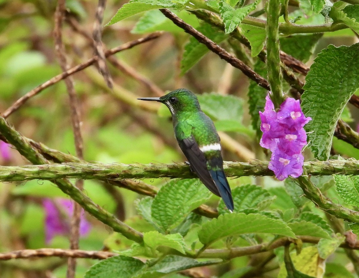 kolibřík trnoocasý - ML324860471