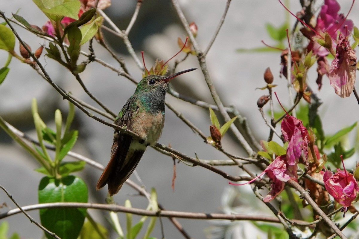 Buff-bellied Hummingbird - Paul Klerks