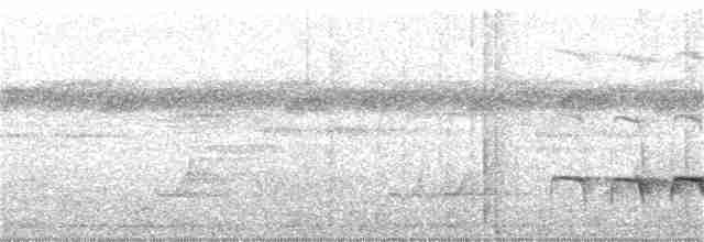 Weißrücken-Ameisenvogel - ML324867521