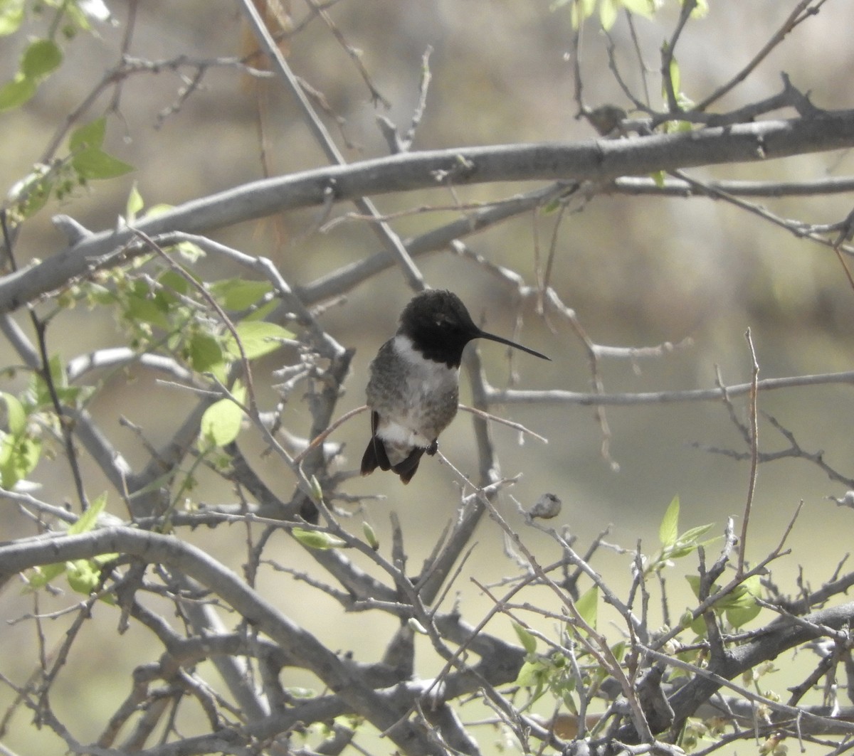 Black-chinned Hummingbird - Sue Plankis