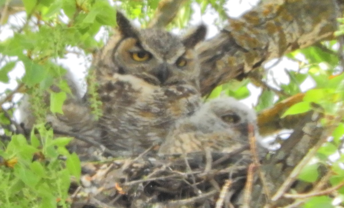 Great Horned Owl - ML324873841