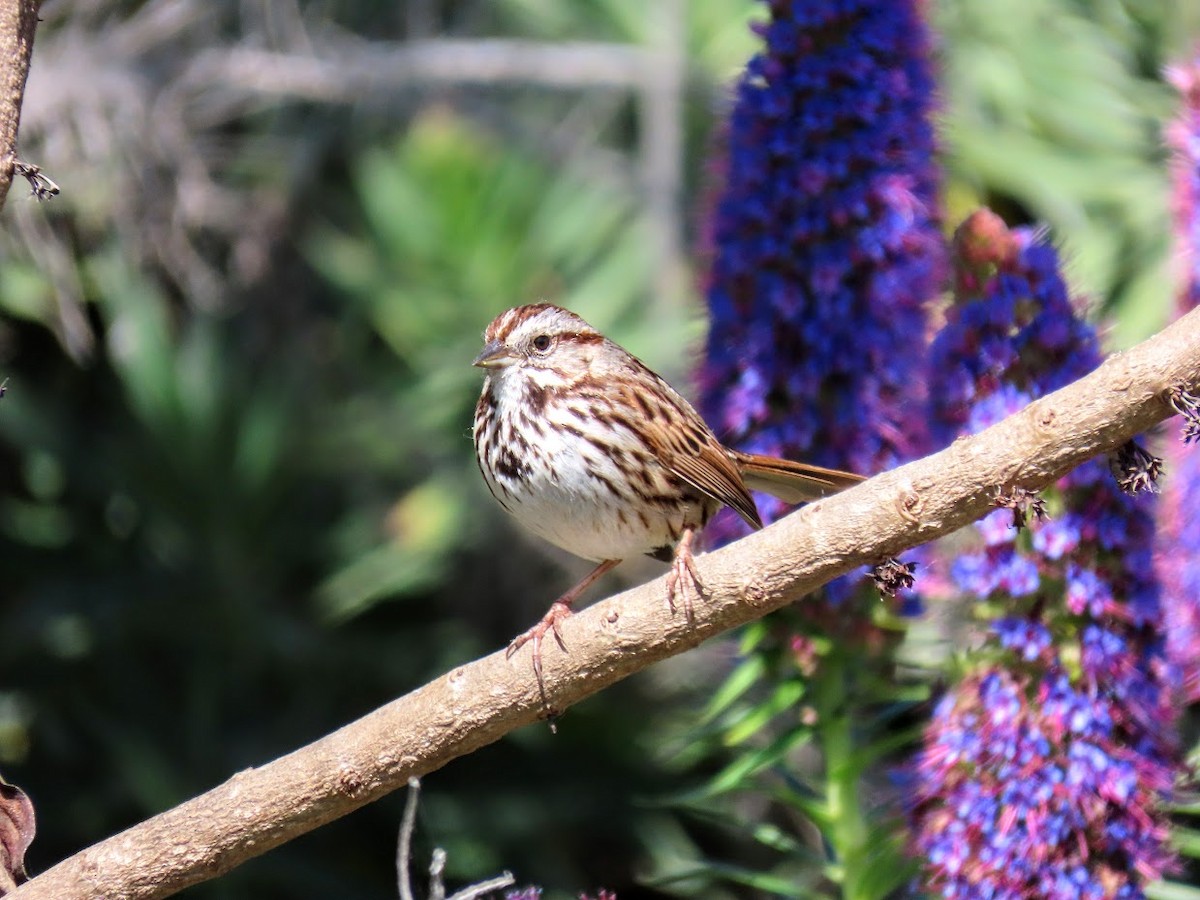 Song Sparrow - Long-eared Owl