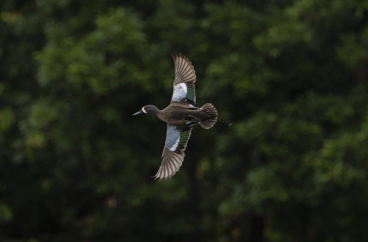 Blue-winged Teal - ML324879621