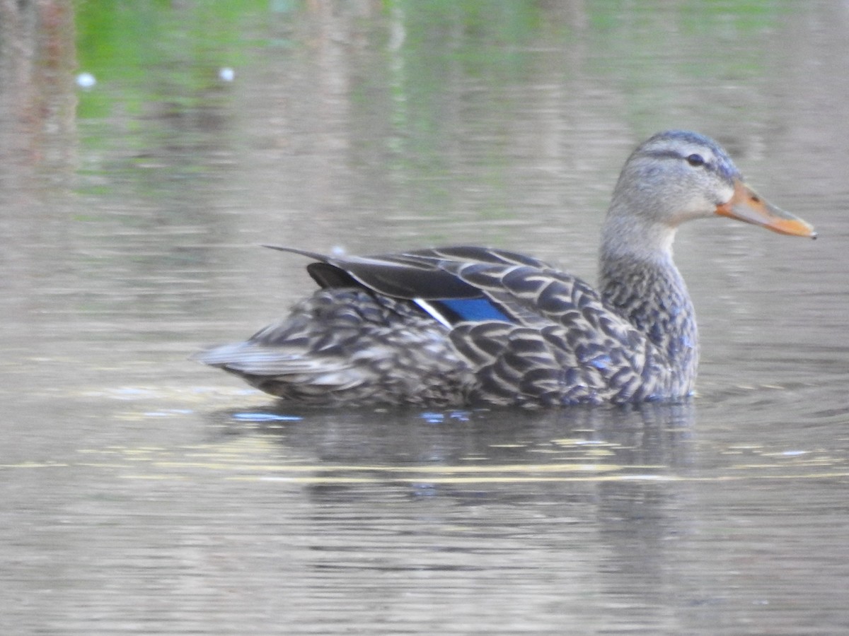 Mexican Duck - ML324881831