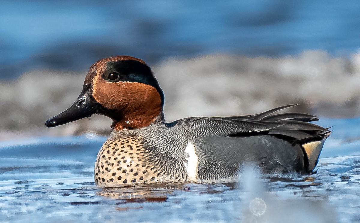 Green-winged Teal - Guy Tremblay