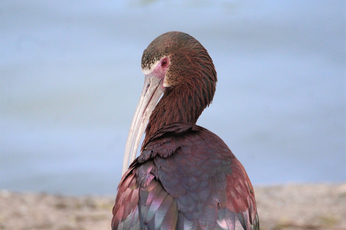 ibis americký - ML324884731