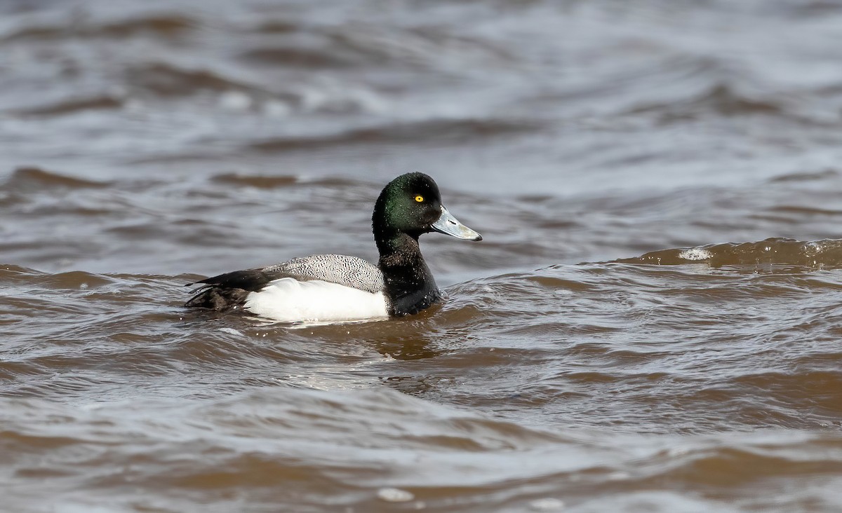 Greater Scaup - Yannick Fleury