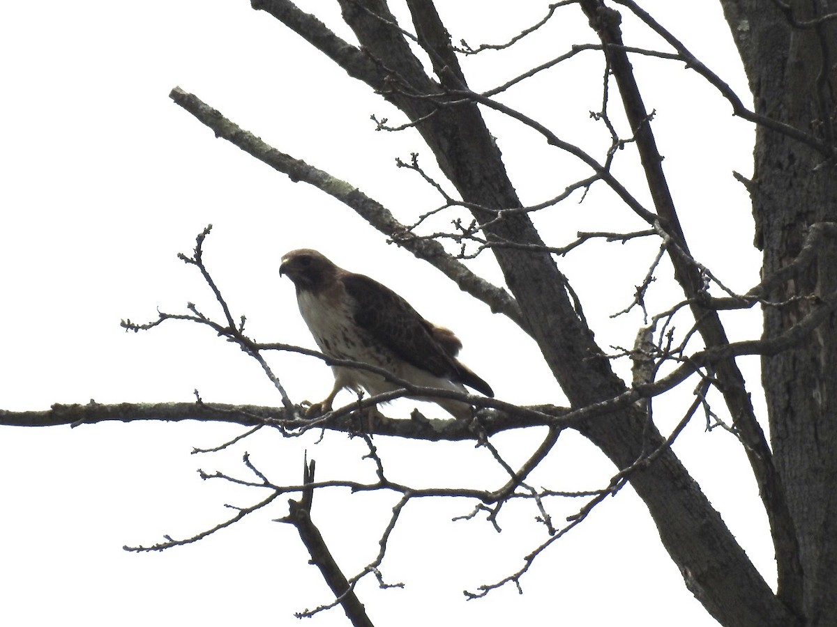 Red-tailed Hawk - ML324892711