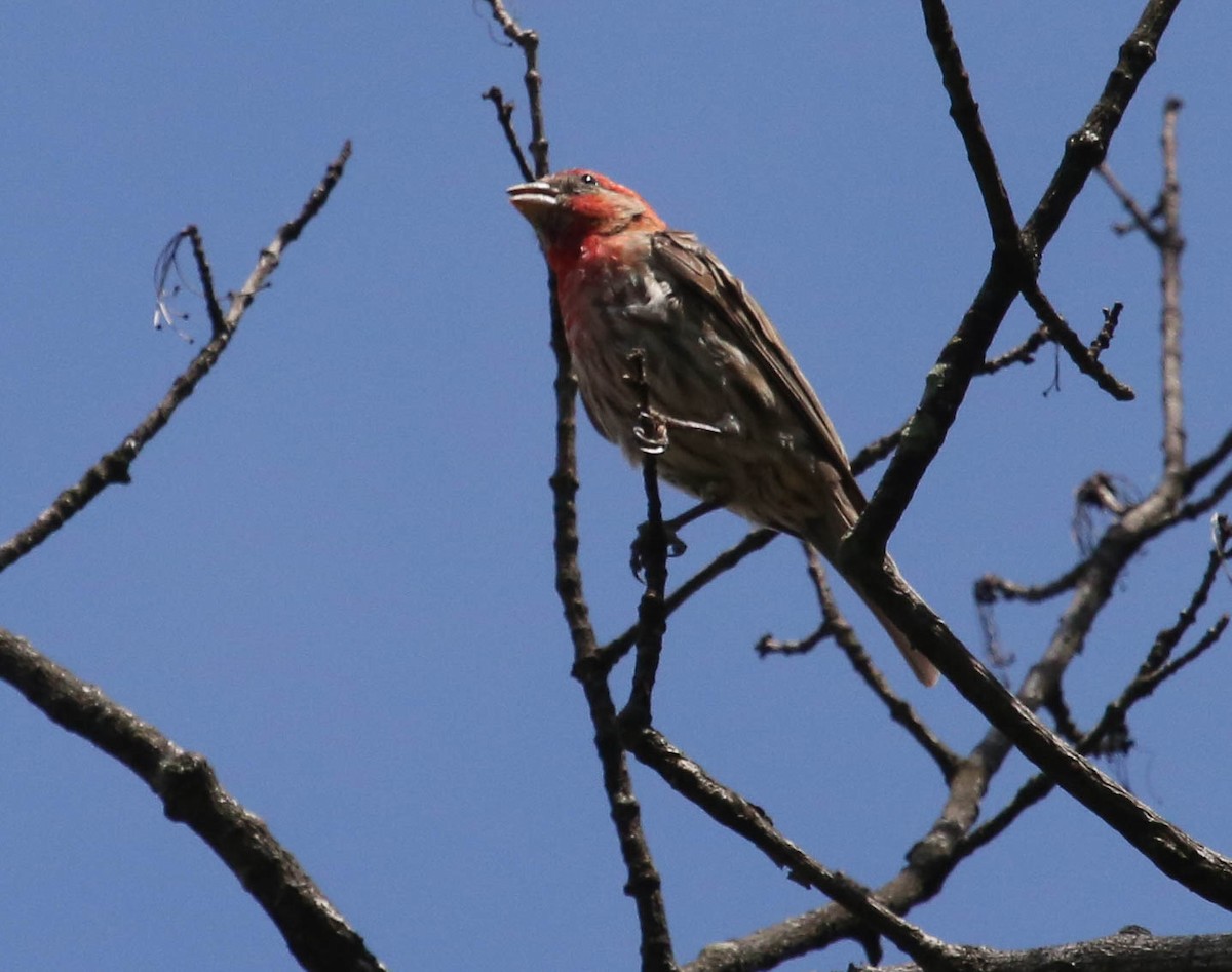 House Finch - Phil Kenny