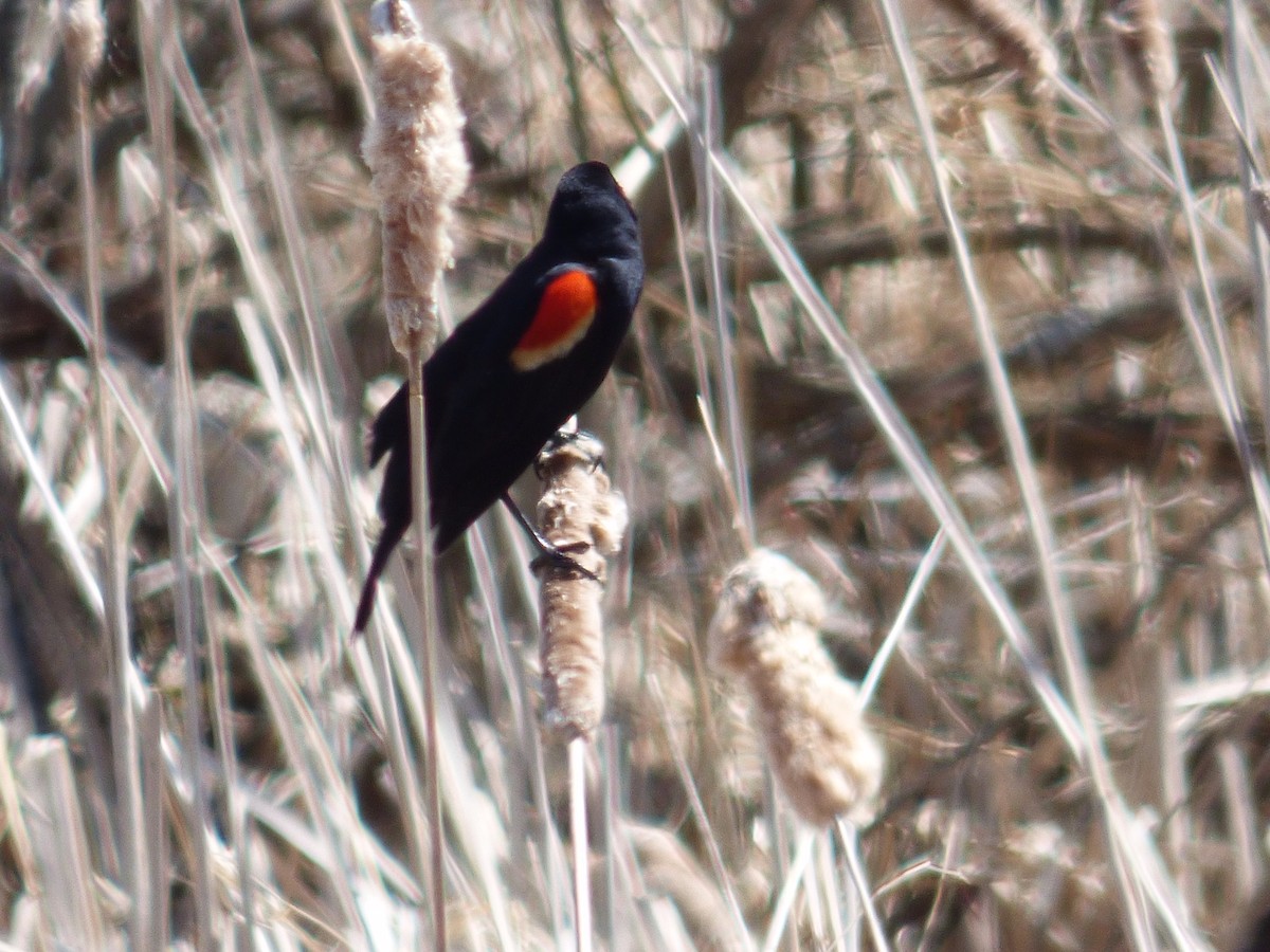 Red-winged Blackbird - ML324897861