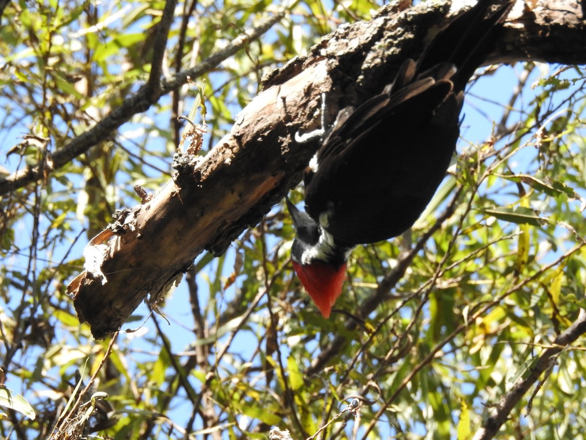 Black-bodied Woodpecker - Fernando Muñoz