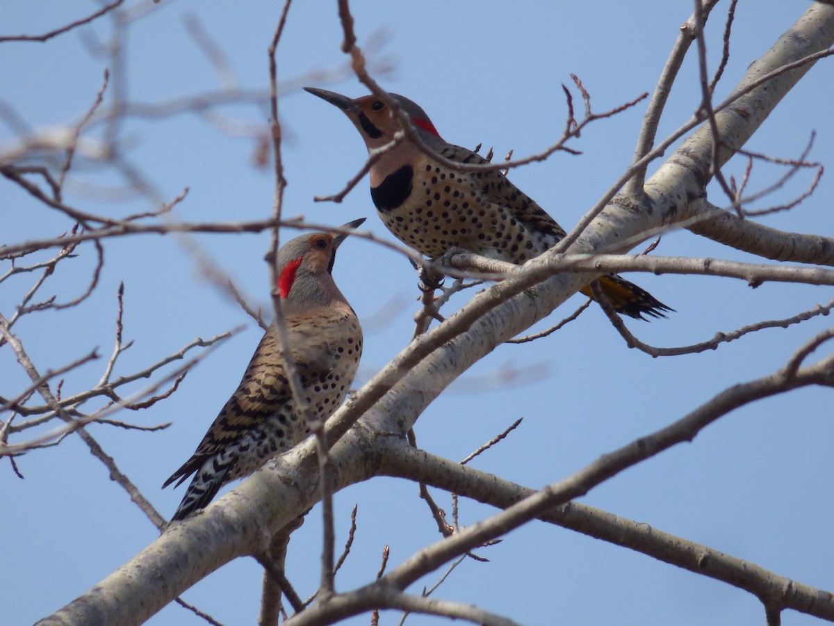 Northern Flicker (Yellow-shafted) - ML324907311