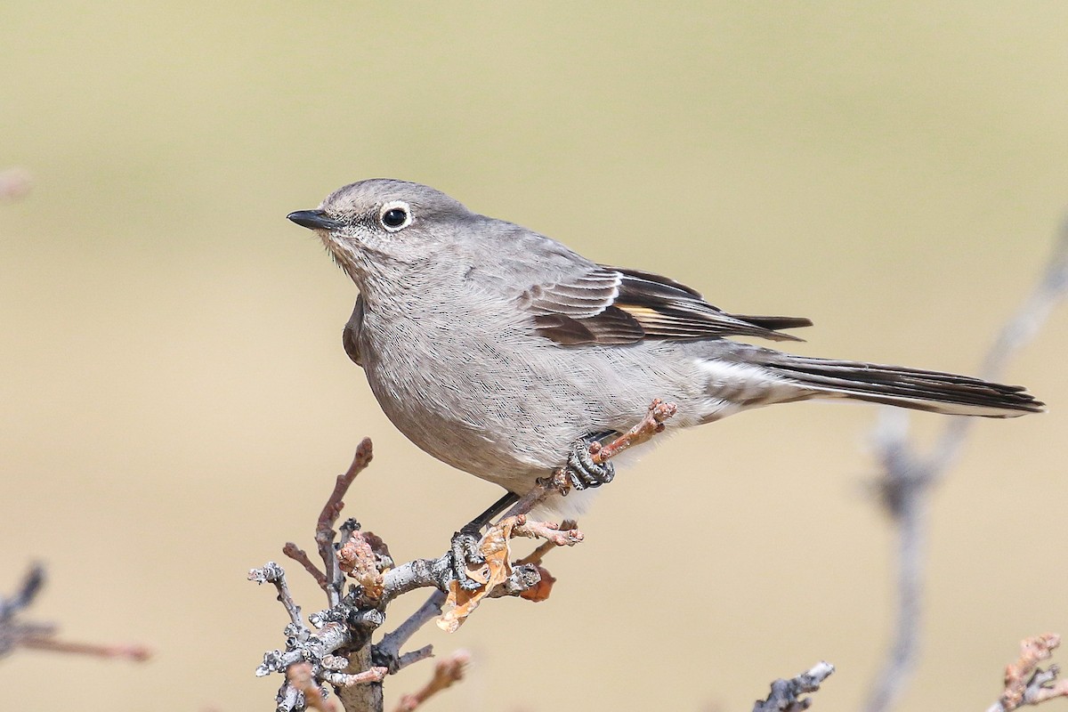 Townsend's Solitaire - ML324910181