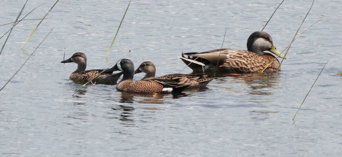 Blue-winged Teal - ML324910741