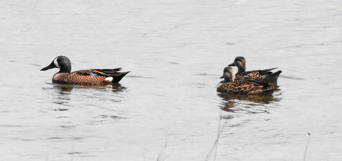 Blue-winged Teal - ML324911111