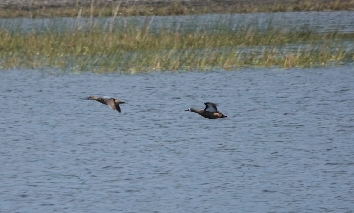 Blue-winged Teal - ML324912031