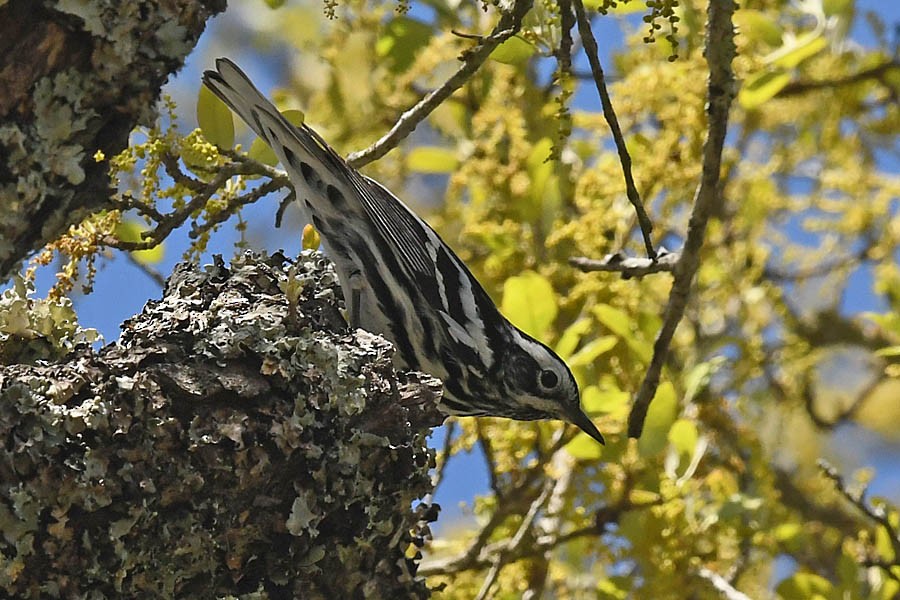 Black-and-white Warbler - ML324913801