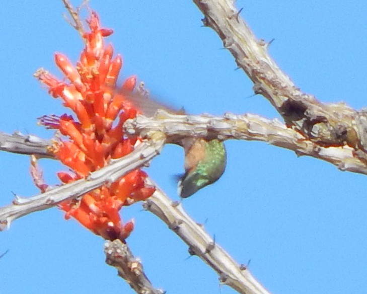 Rufous Hummingbird - Teale Fristoe